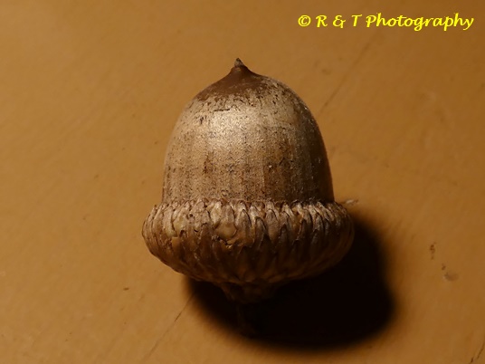 {Quercus shumardii}